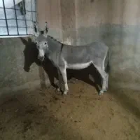 الاغ کوچک بزرگ زیر قیمت
