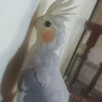 عروس هلندی ماده یکساله