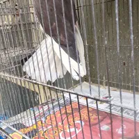 کبوتر قاره دم سفید وچند کبوتر دیگر