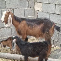 بز با دوتا کهره و یه بز آبستن|حیوانات مزرعه|برازجان, |دیوار