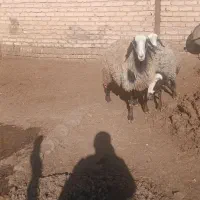 ۴۵۰۰۰۰۰۰۰|عمده‌فروشی|اسفرورین, |دیوار