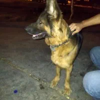 سگ ژرمن شولاین