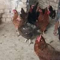 مرغ تخم گذار