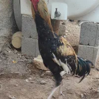 حیوانات خروس