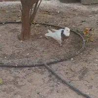 طوقی و پلاکی دوتاش ماده