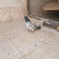 کفتر پرشی قاره|پرنده|قم, آزادگان|دیوار