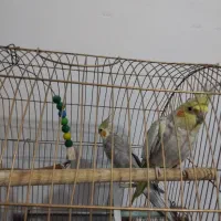 یک جفد عروس هلندی