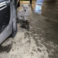 واگذاری سگ|سگ|کرمانشاه, |دیوار