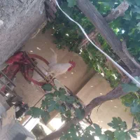 فروش مرغ وخروس