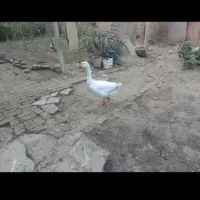 غاز نر فروشی