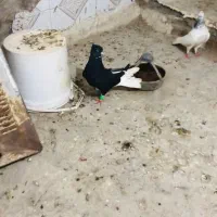 زاغ دم سفید عطیقه