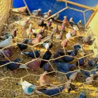 40عدد لوت|پرنده|خرمشهر, |دیوار