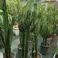 گل فروشی افوربیا اینگنس