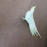 عروس هلندی رام کاملا دستی