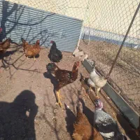 خروس لاری خوشگل