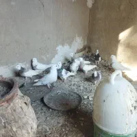 فروش ده عدد طوقی با پلاکی