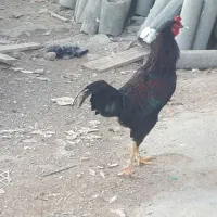 مرغ و خروس دورگ لاری