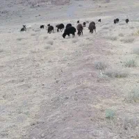 بره هترو ژندار بره نر