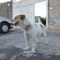 پاستیل|سگ|خوی, |دیوار