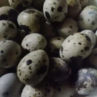 تخم بلدرچین خوراکی دانه۲۰۰۰تومان
