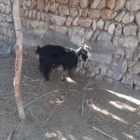 تیبز گون نزدیک  زاه پاک