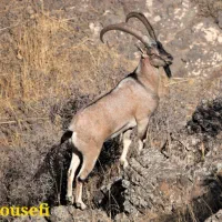 کارگر ساده و نگهبان دامداری