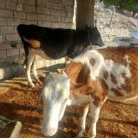 ۲عدد گوساله ماده