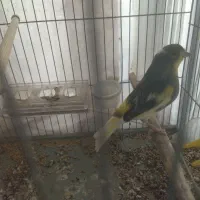 پرنده|پرنده|پاکدشت, پاکدشت (مامازند)|دیوار