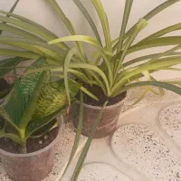 گل سانسوریا|گل و گیاه طبیعی|ایلام, |دیوار