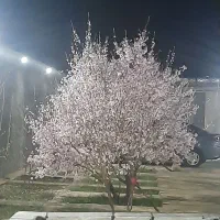 یک هکتار زمین فروش فوری|فروش زمین و ملک کلنگی|سراجو, |دیوار
