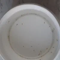 بچه ماهی گوپی