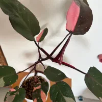 گیاه پینک پرنسس