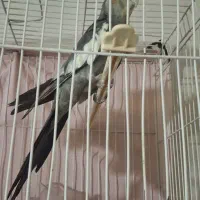 عروس هلندی مست