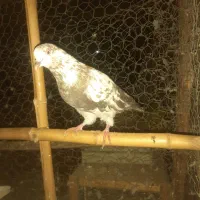 ۷عدد کفتر خوب نر و ماده|پرنده|رشت, یخسازی|دیوار