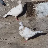 کفتر پرشی|پرنده|تایباد, |دیوار