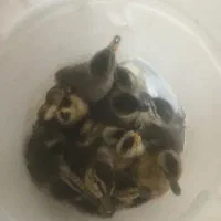 جوجه|حیوانات مزرعه|رشت, حمیدیان|دیوار