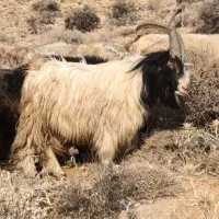 دوبر چپش دوبر بز|حیوانات مزرعه|فلارد, |دیوار