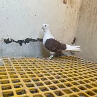 کبوتر پشتدار