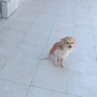 پامر روباهی