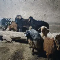 بز بزغاله