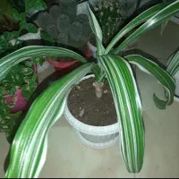 گل سوسن ابلق زیباو کمیاب