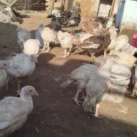 جوجه بوقلمون|حیوانات مزرعه|خواف, |دیوار