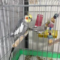 عروس هلندی