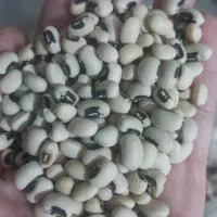 لوبیا چشم بلبلی محلی