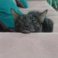 گربه ی ماده باهوش و ملوس|گربه|اهواز, لشکرآباد|دیوار