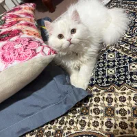 گربه|گربه|ماکو, |دیوار