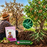 نذار خشکیدگی درختات زحمت چند سالت رو از بین ببره