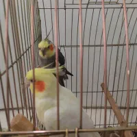 یک جفت عروس هلندی نروماده