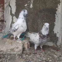 کبوتر پرشی و جوجه کشی|پرنده|سورک, |دیوار