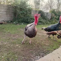 بوقلمون محلی ارگانیک